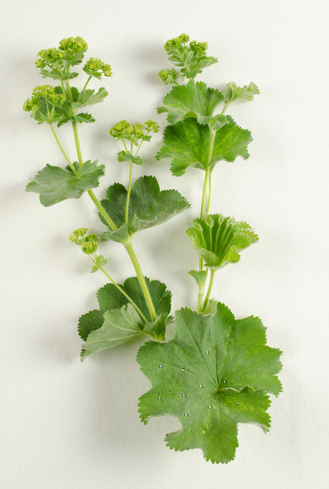 Sanfte Pflanzenkraft:  Phytoöstrogene als sanfte Begleiter in den Wechseljahren