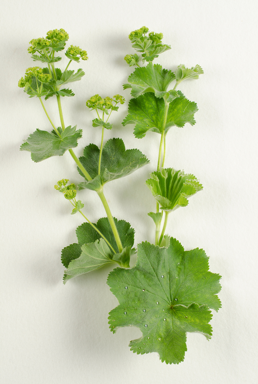 Sanfte Pflanzenkraft:  Phytoöstrogene als sanfte Begleiter in den Wechseljahren