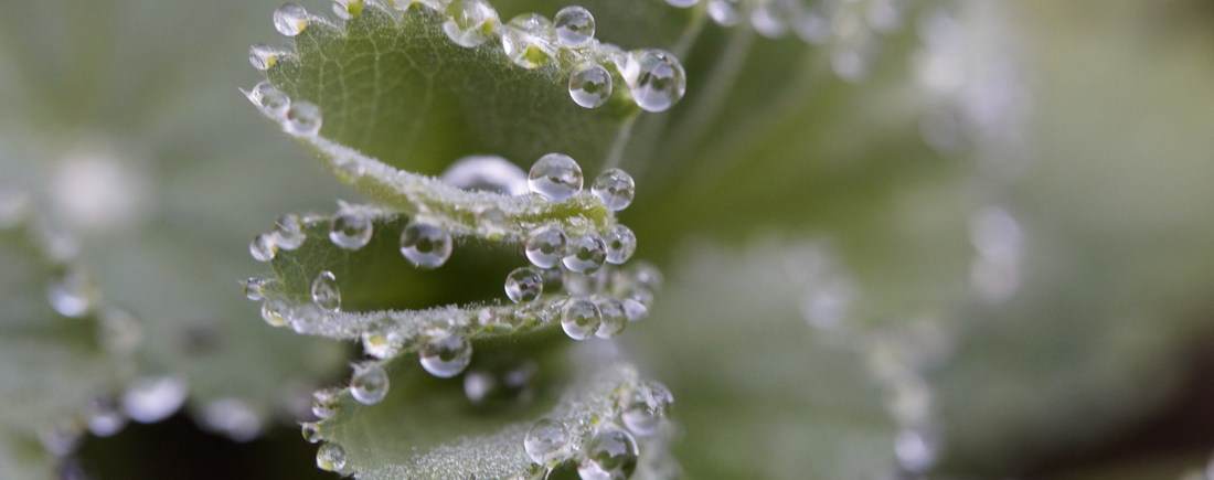 Sanfte Pflanzenkraft:  Phytoöstrogene als sanfte Begleiter in den Wechseljahren